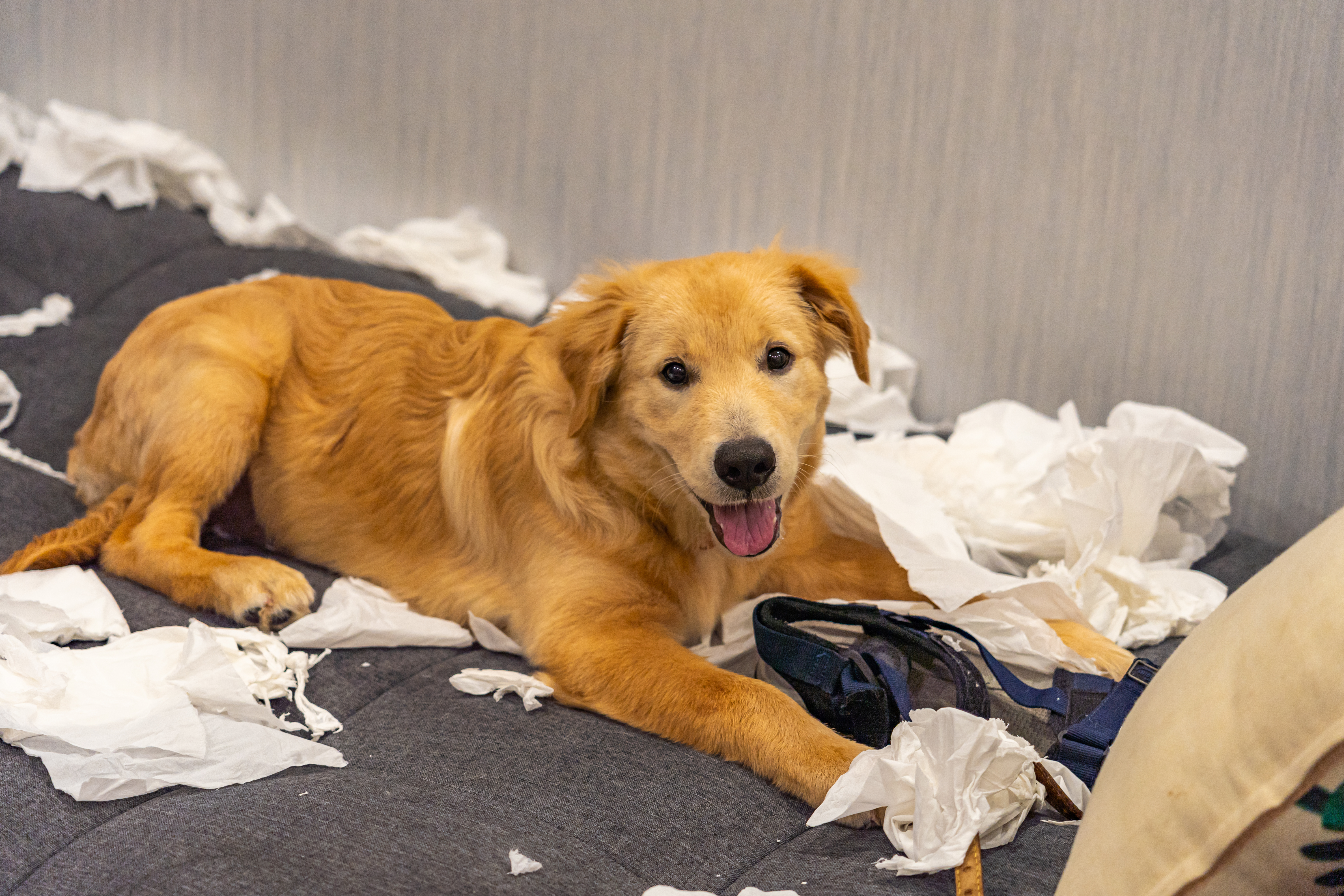 Featured image for the article: How To Prevent My Pet From Urinating On My Carpet?