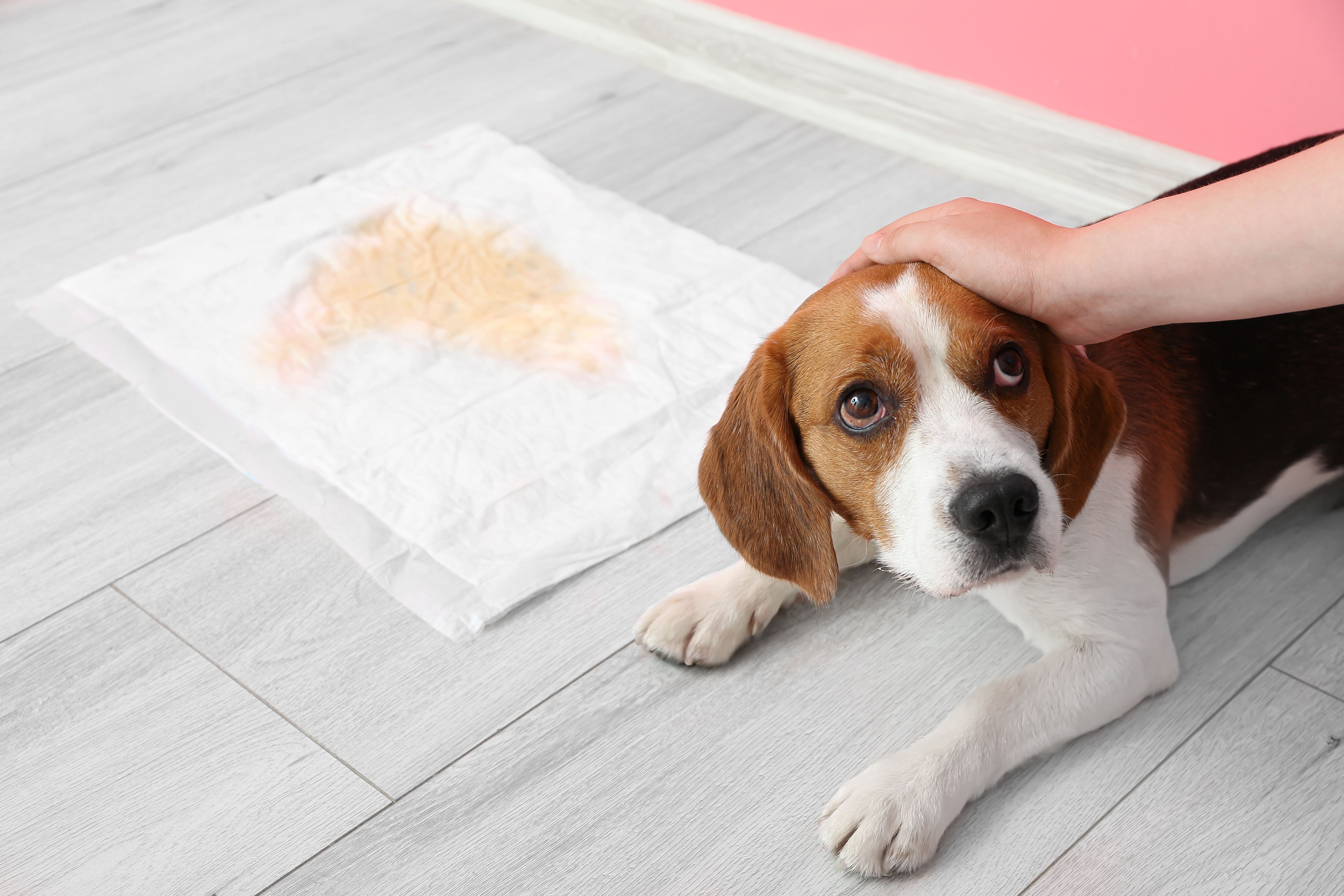 Featured image for the article: Can Pet Urine Damage My Carpet?