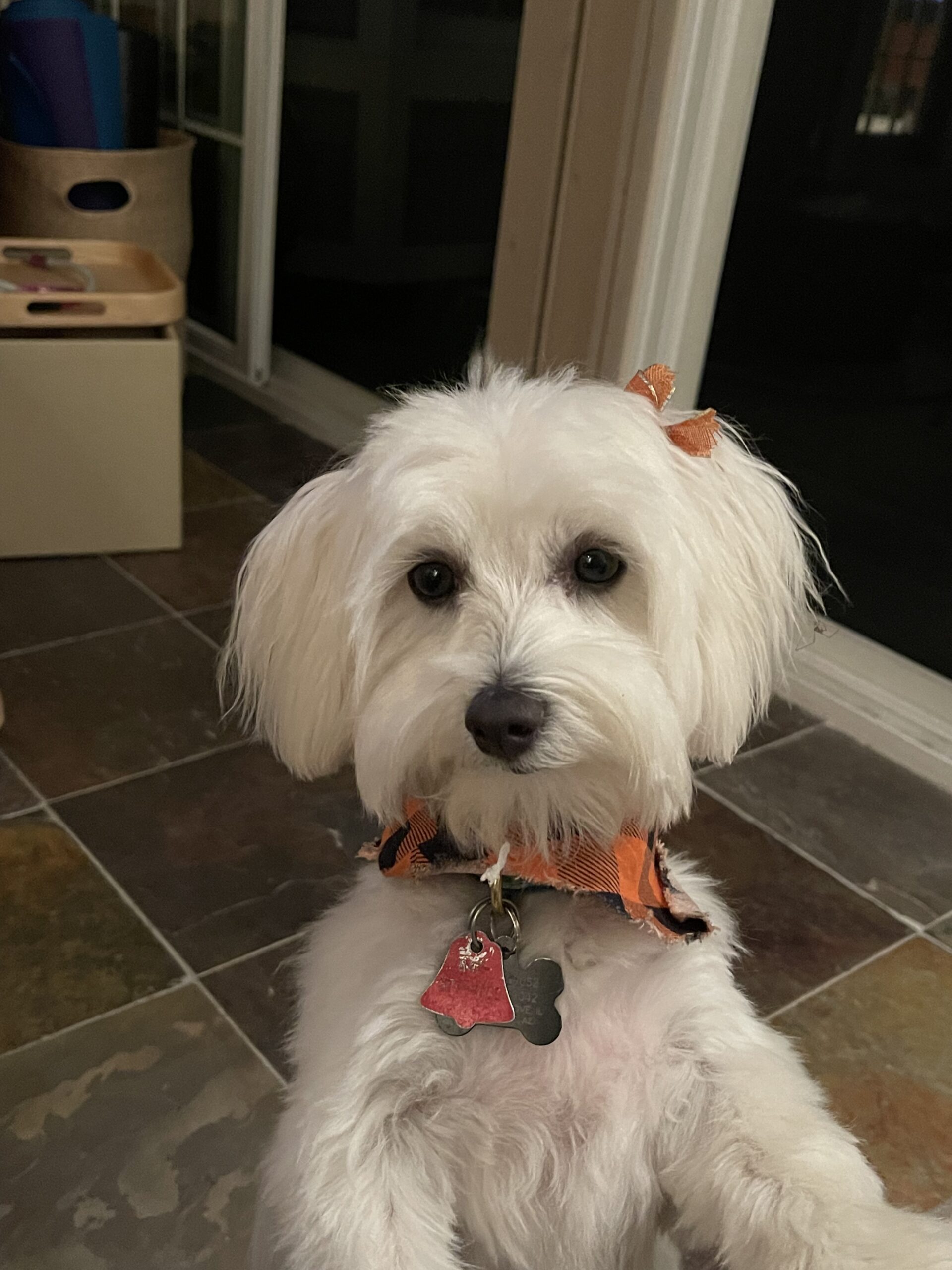 Willy the company mascot dog - Unique Carpet Cleaning understands life with pets